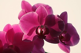 花,廠,花瓣