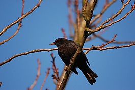性質(zhì),鳥,黑鳥