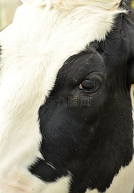動物,哺乳動物,母牛