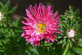 花,深粉色,花园