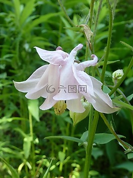 花,潔白的花朵,野花