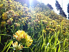 花,植物,綠色