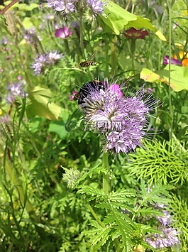 大黃蜂,花園,bug