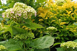自然,花,植物區(qū)系