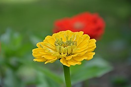 植物,花,黃色