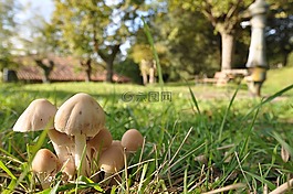 蘑菇,micolodia,大自然