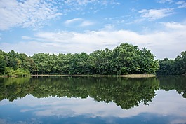 风景,森林,公园