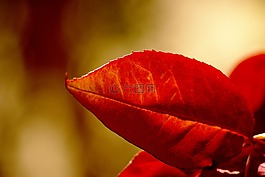 花,植物,離開(kāi)