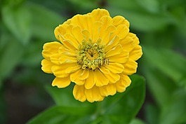 黃色的花,花園,花