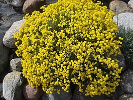 黃色,花,性質(zhì)