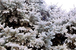 植物,松柏,松樹(shù)