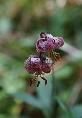 百合,花,工厂
