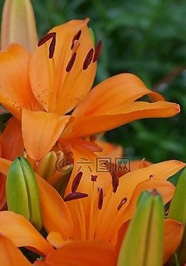 百合,鮮花,橙色