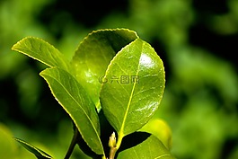 花,植物,葉子