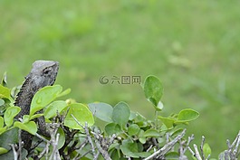 變色龍,動物,特寫