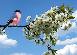 春天,frühlingsanfang,布尔芬奇