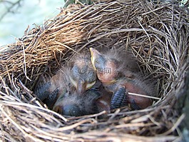 巢,鳥,黑鳥