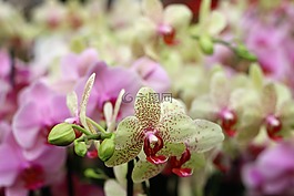 兰花,花,隔离