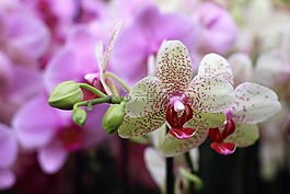 兰花,花,隔离