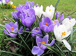 春天,frühlingsanfang,春季觉醒