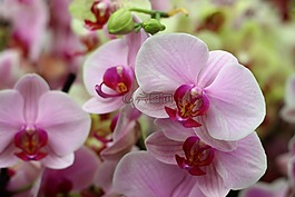 兰花,花,隔离
