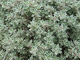 麝香草,工廠,草本植物