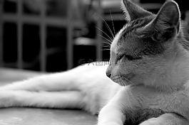 cat,貓,黑白
