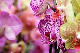 兰花,花,隔离