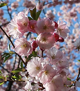 春天,frühlingsanfang,春季觉醒