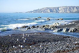 海鷗,新西蘭,海邊