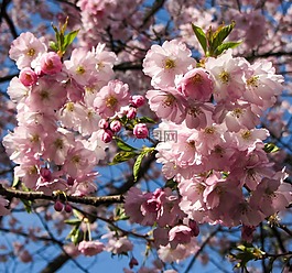 春天,frühlingsanfang,春季觉醒