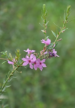 野花,花卉,植物