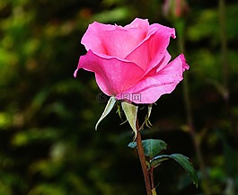 玫瑰,開花,粉紅色