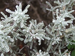 薰衣草棉,草本植物,香料