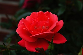玫瑰,開花,紅色