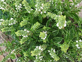 羅勒,香料,草本植物