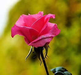 玫瑰,開花,粉紅色