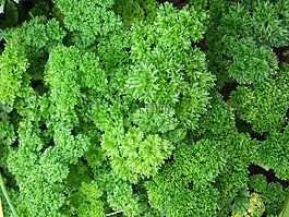 香菜,草本植物,香料