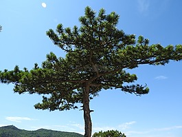 松,針葉樹(shù),樹(shù)