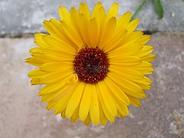 萬(wàn)壽菊,花,工廠