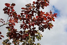 性質(zhì),樹(shù)的頂部,紅色