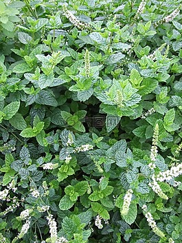 薄荷,草本植物,莫吉托