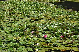 睡莲,池塘,水