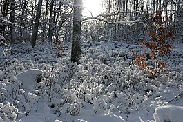 雪,森林,太陽