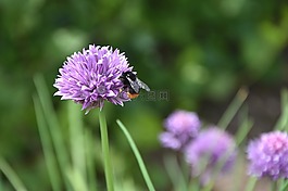 花,細香蔥,蜜蜂