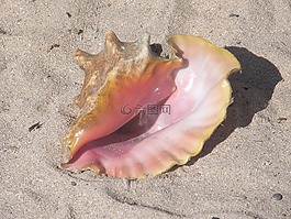 沙,海灘,海洋