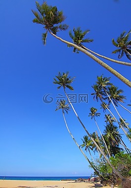 椰子,海景,自然