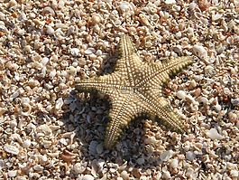 明星,貝殼,海灘