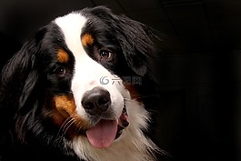 bernese 山狗,狗,动物