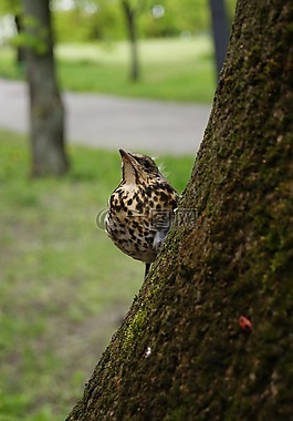 歐椋鳥,鳥,性質